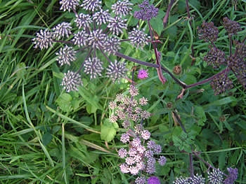 Photo Gallery Image - Wildflowers along the coast path